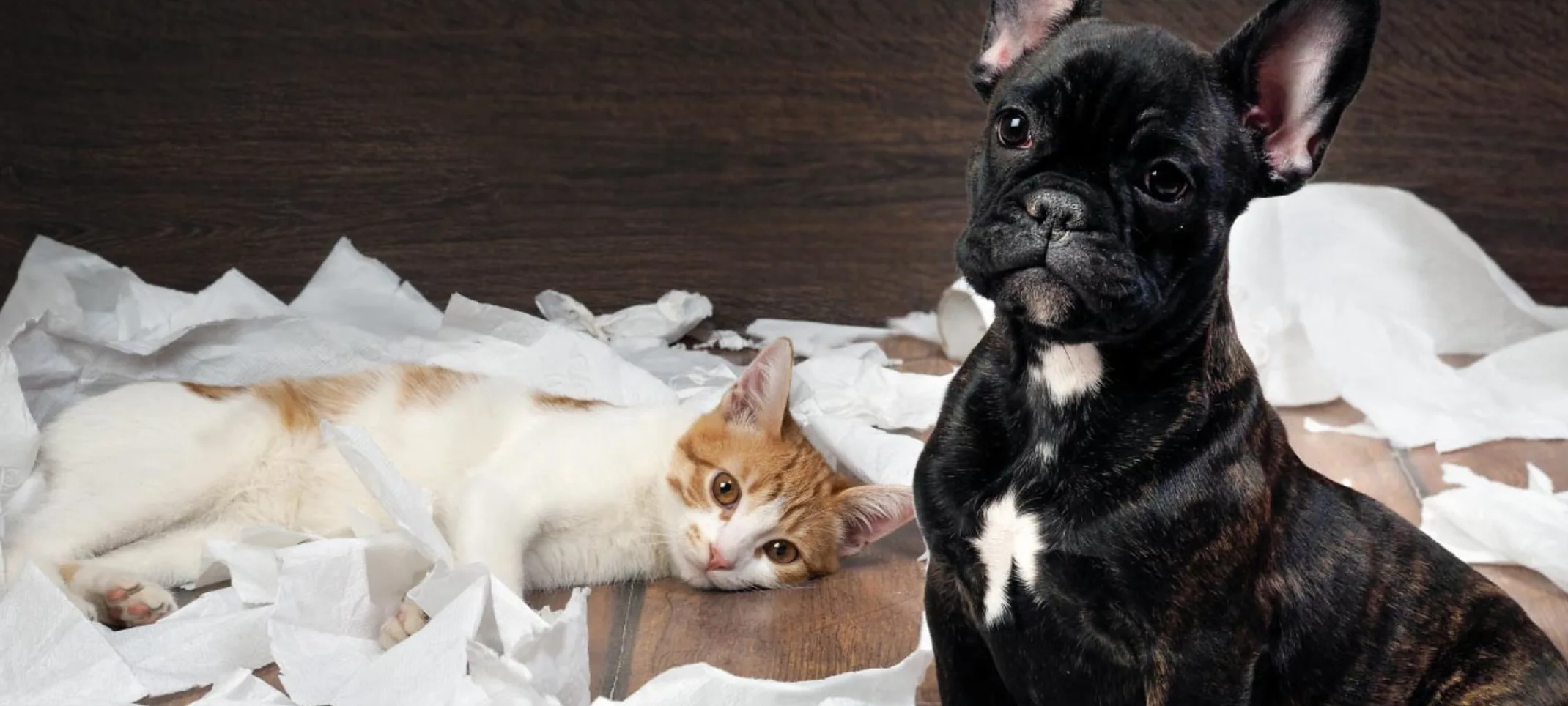 Dog and Cat destroy paper